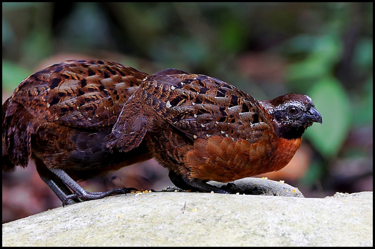 Rufous-breasted Wood-Quail - ML625041275