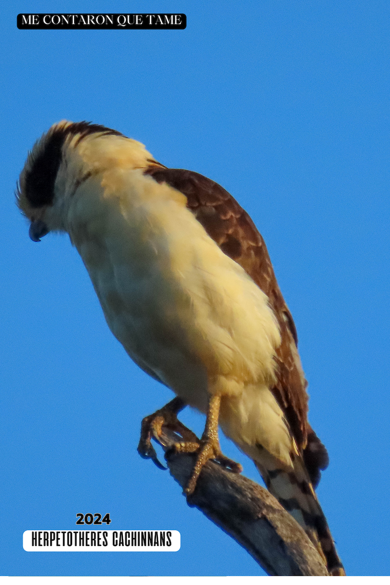 Laughing Falcon - ML625041281
