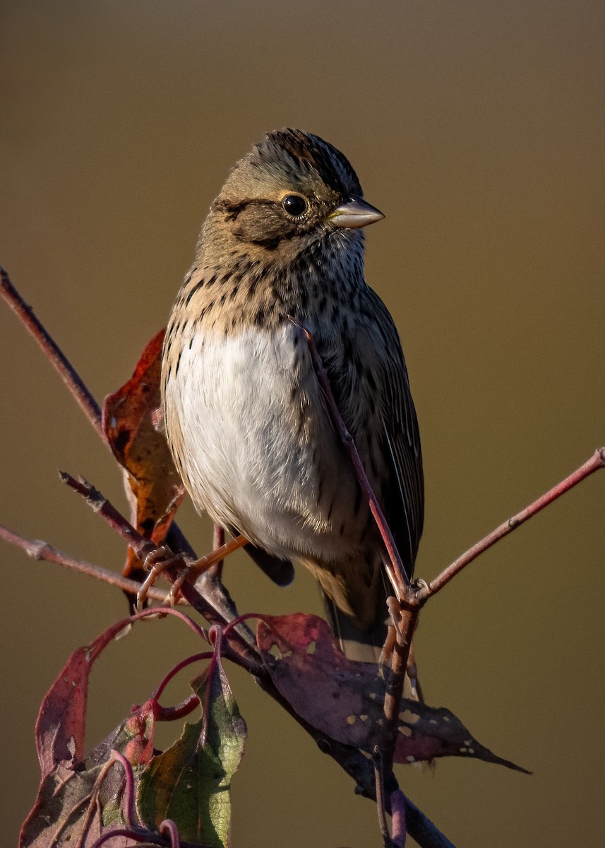Lincoln's Sparrow - ML625041322