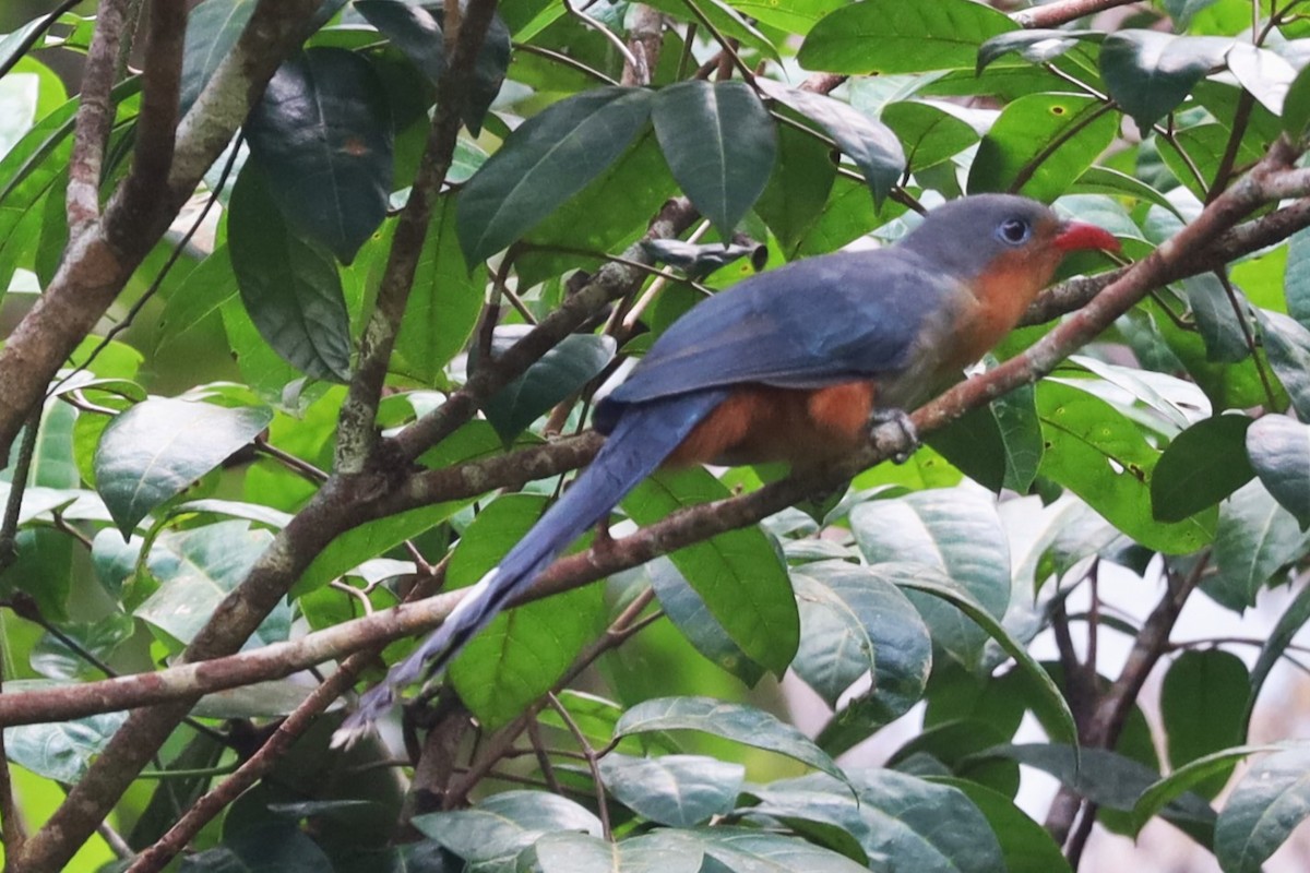 Red-billed Malkoha - ML625041329