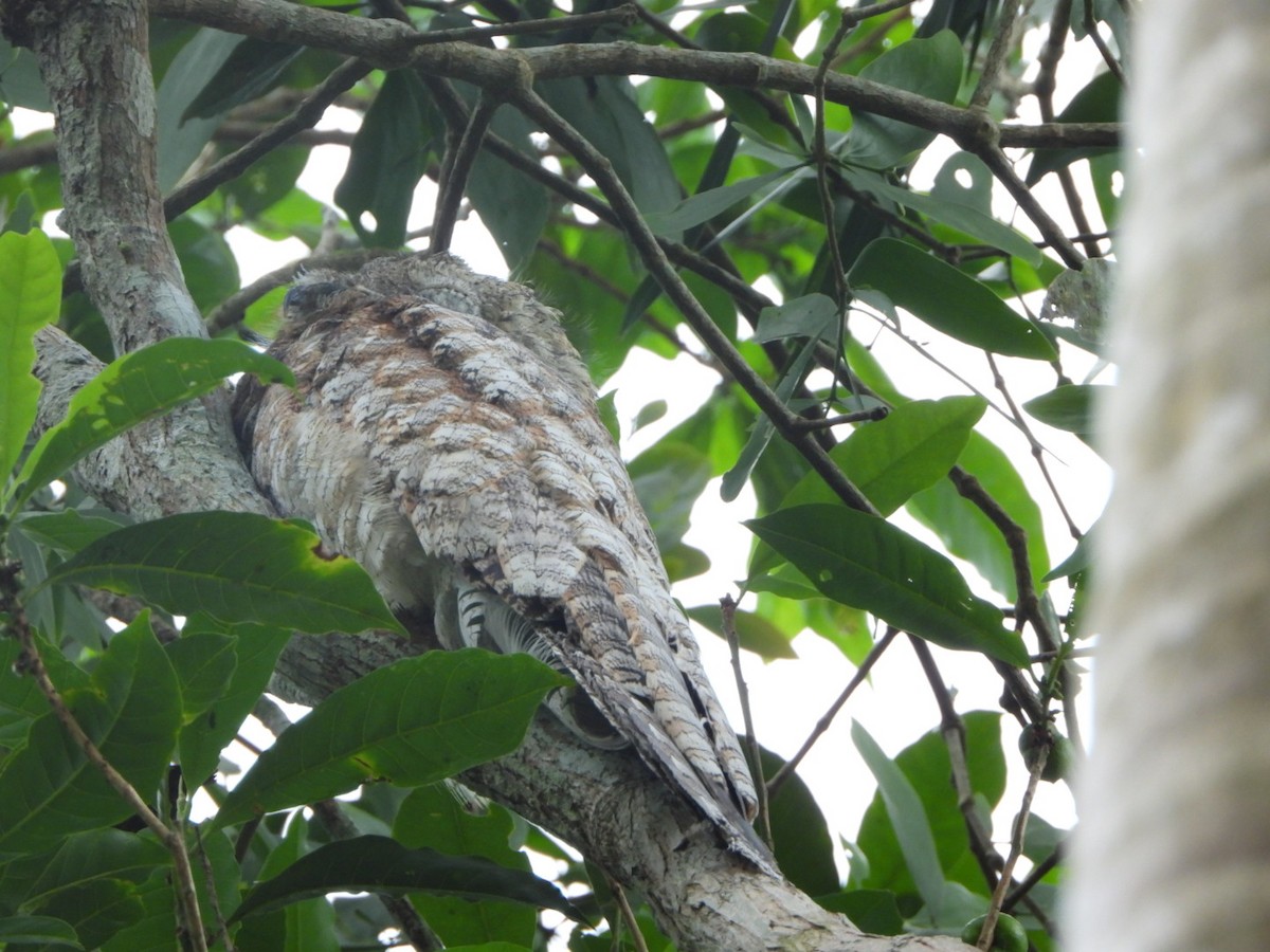 Great Potoo - ML625041427