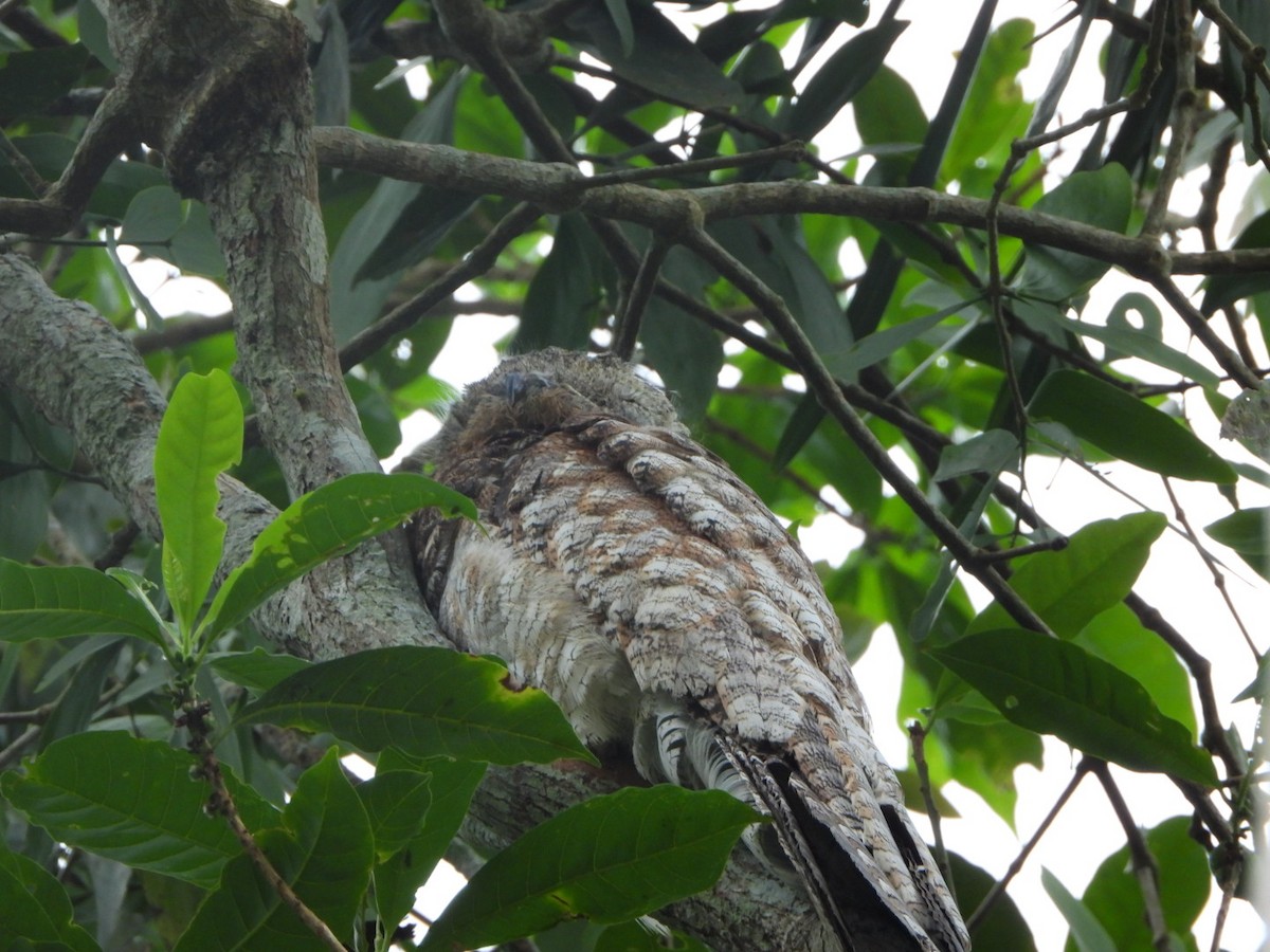 Great Potoo - ML625041428