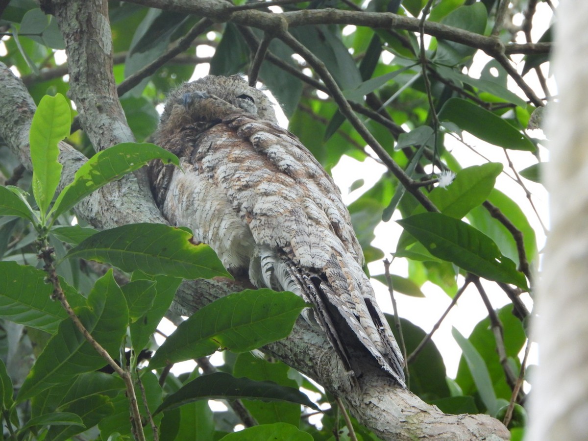 Great Potoo - ML625041429