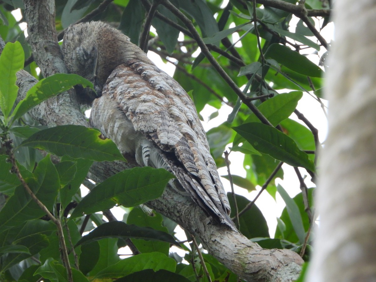 Great Potoo - ML625041430