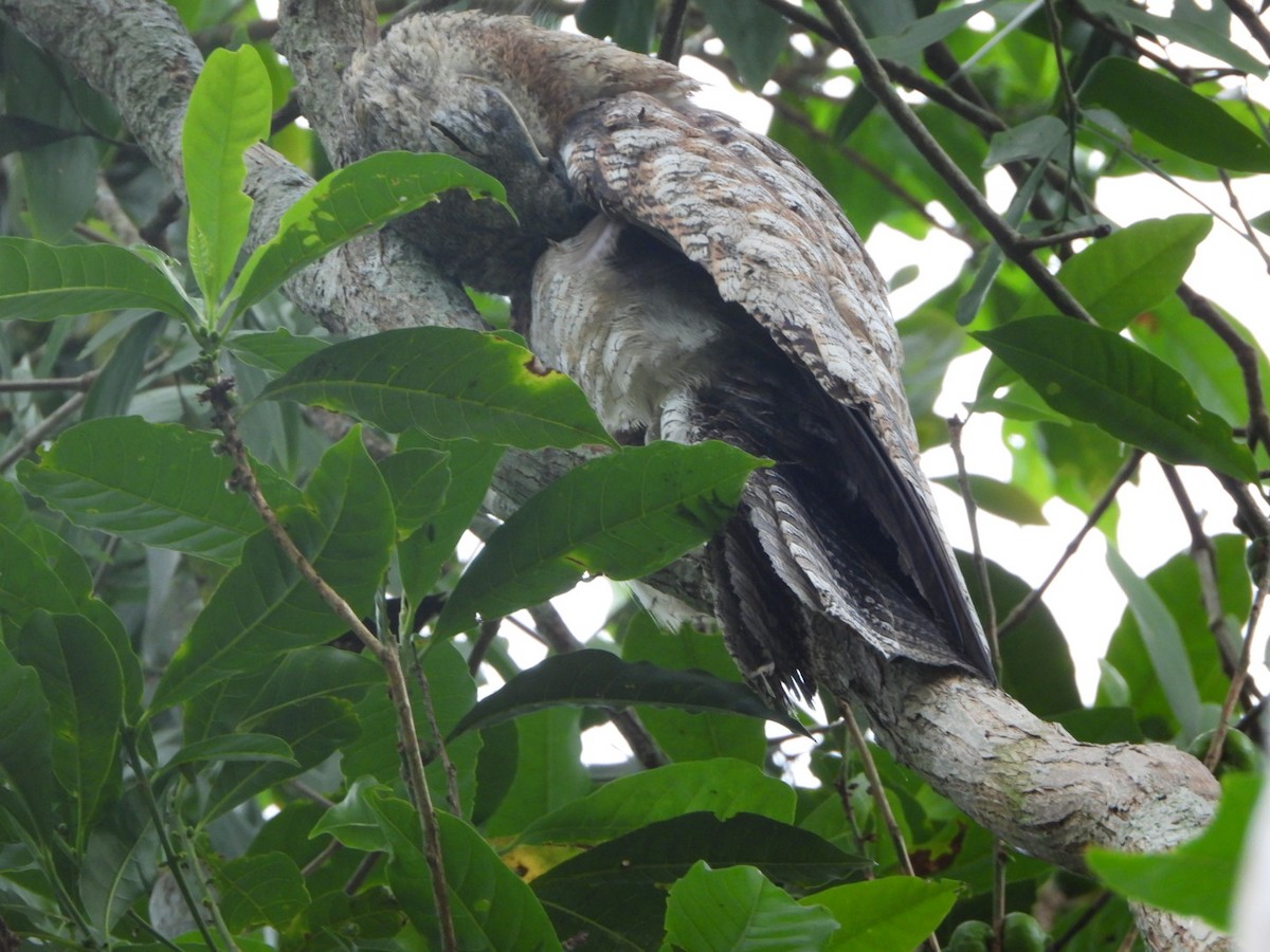 Great Potoo - ML625041431