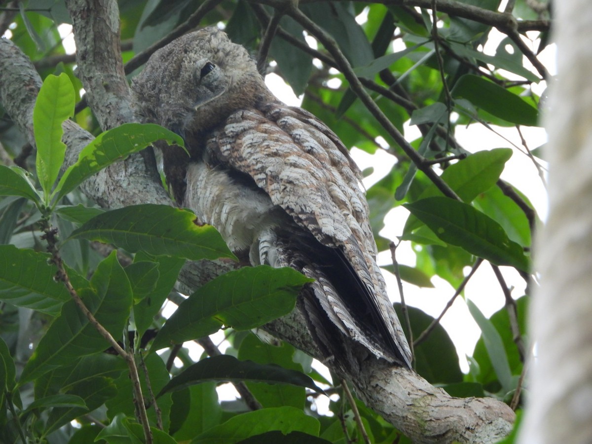 Great Potoo - ML625041432