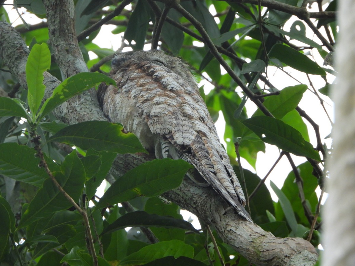 Great Potoo - ML625041433