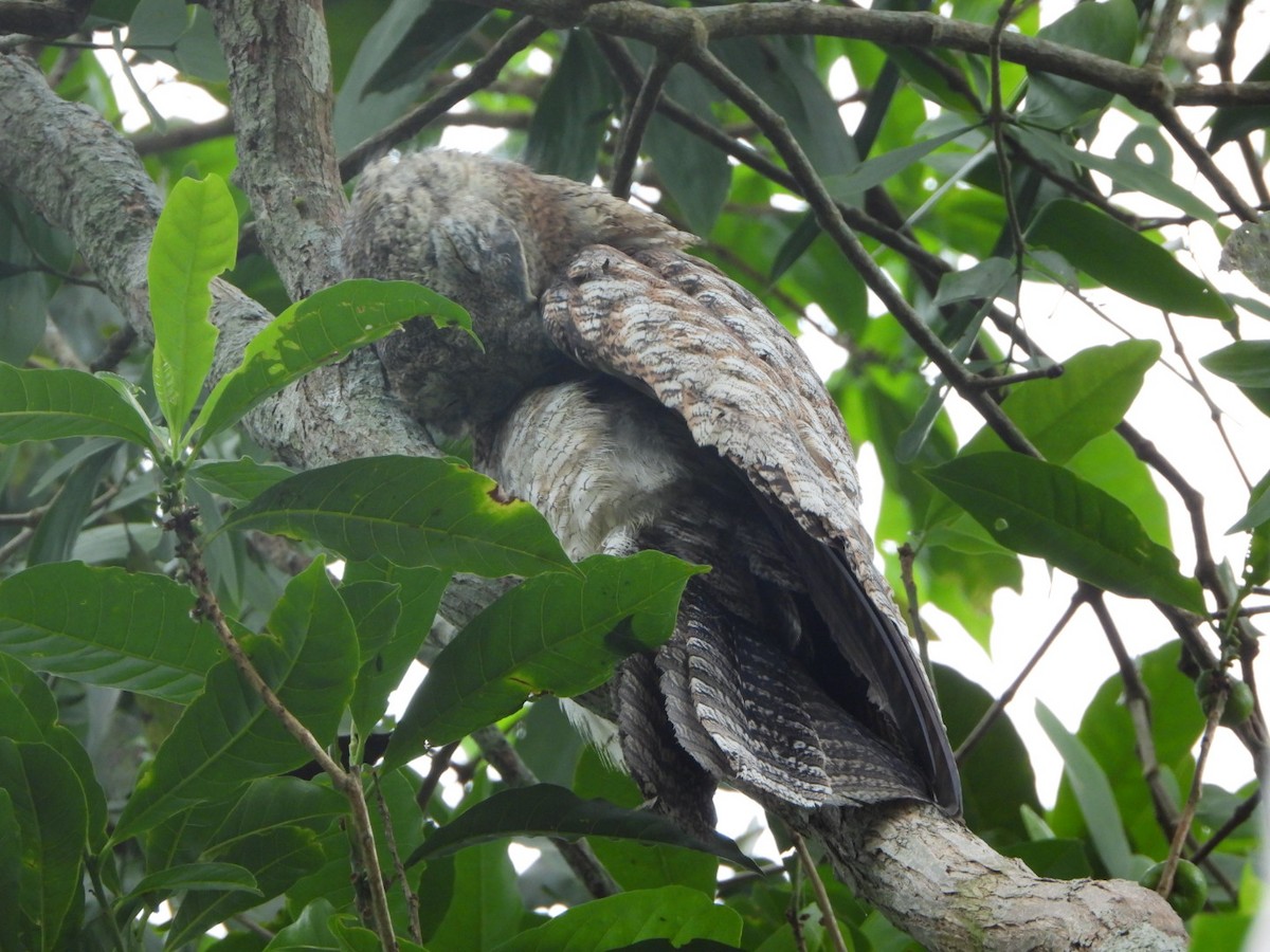 Great Potoo - ML625041434