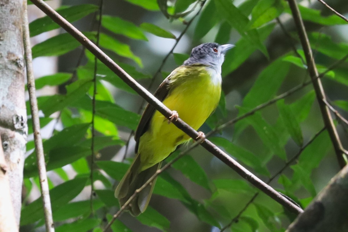 Yellow-bellied Bulbul - ML625041448