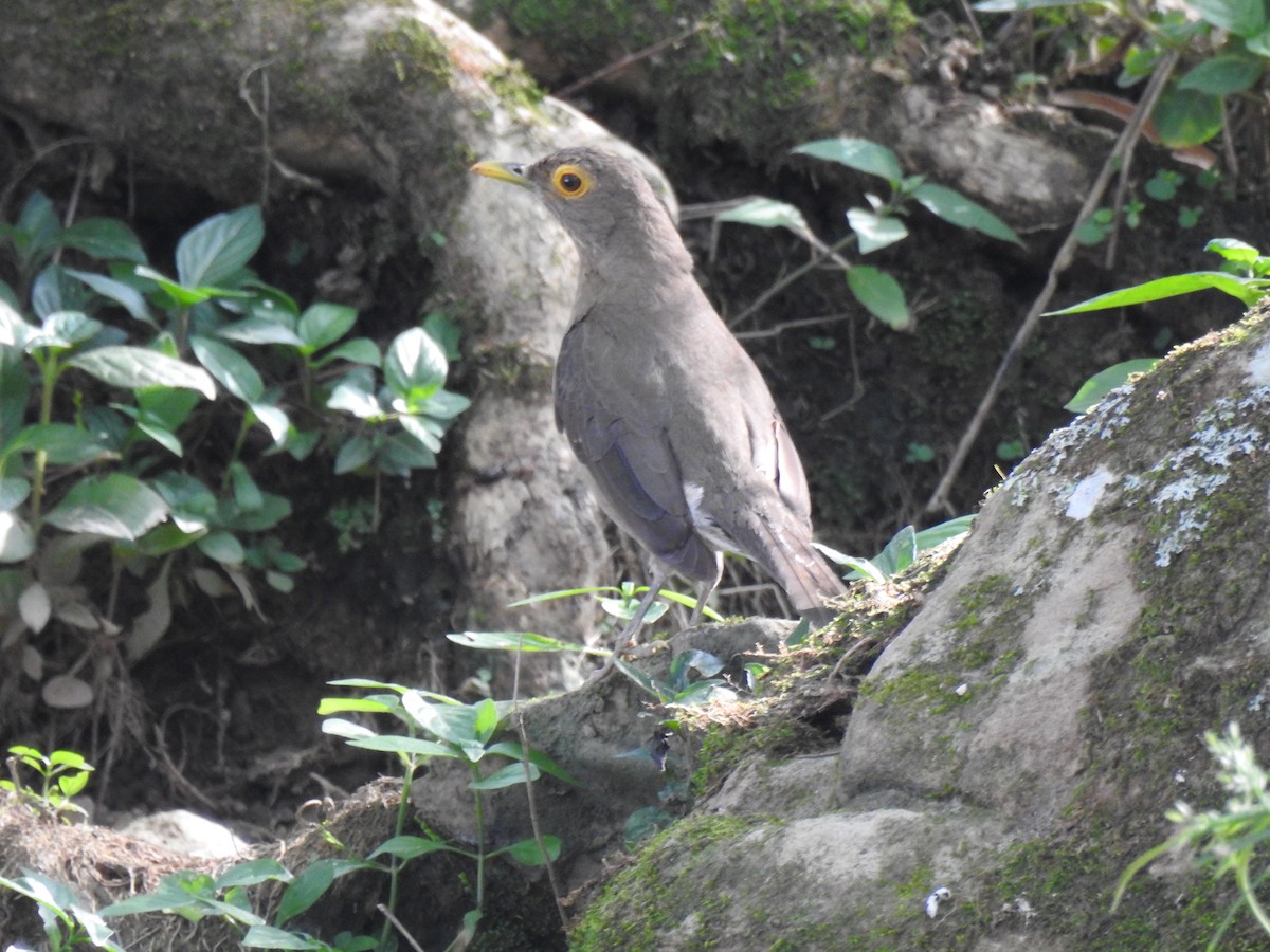 Spectacled Thrush - ML625041480