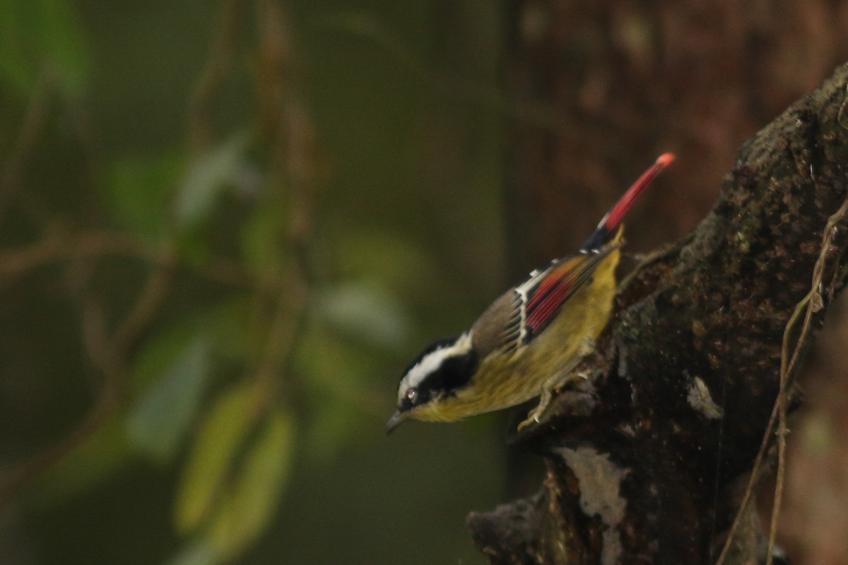 Red-tailed Minla - Andrey Mikhaylov