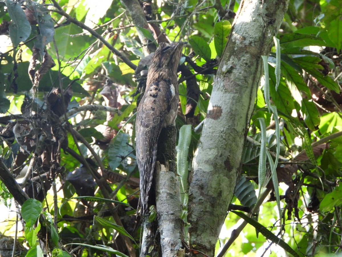 Common Potoo - ML625041578