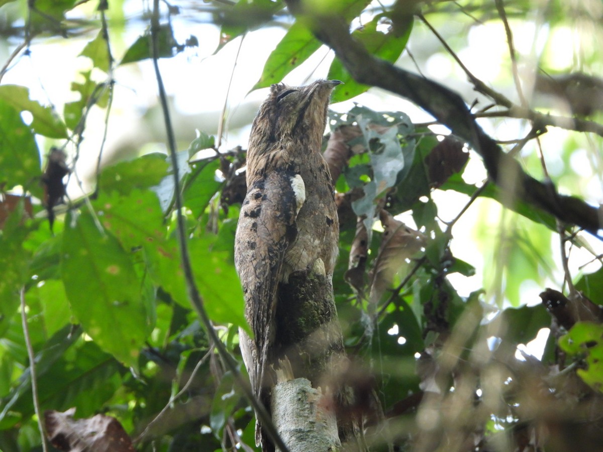 Common Potoo - ML625041579