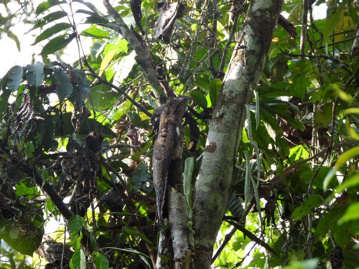 Common Potoo - ML625041580