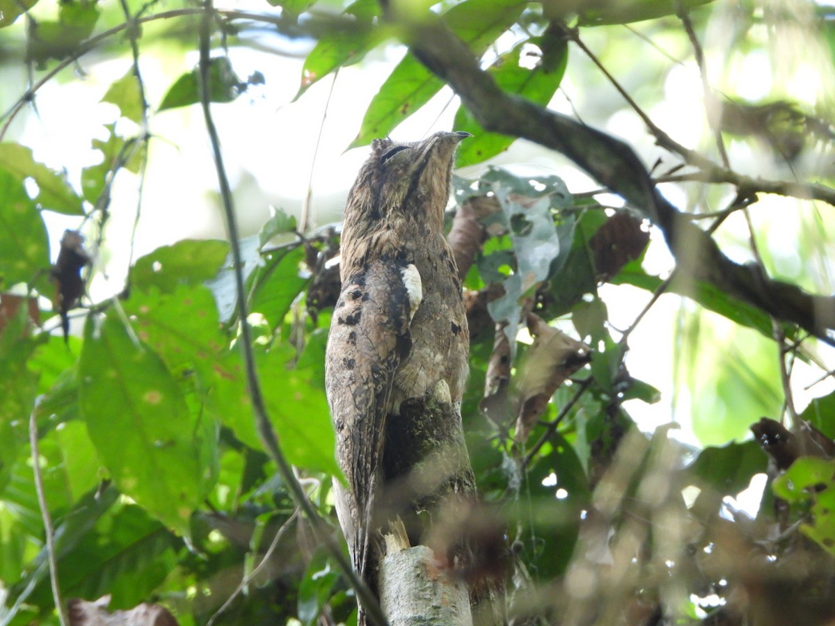 Common Potoo - ML625041581