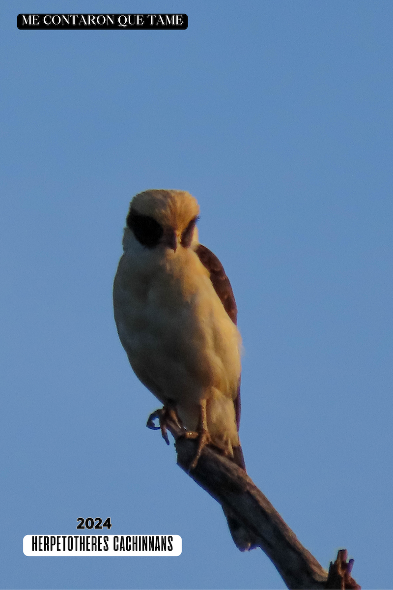 Laughing Falcon - ML625041793