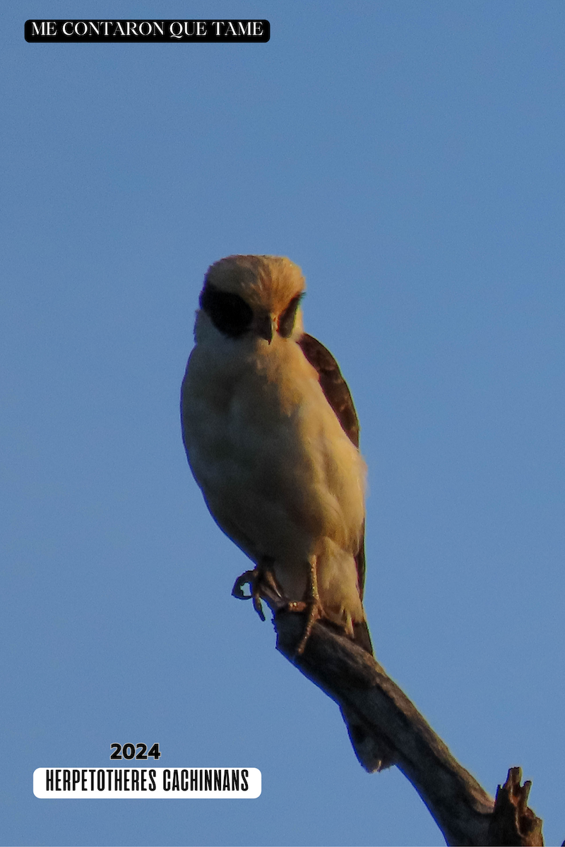Laughing Falcon - ML625041794