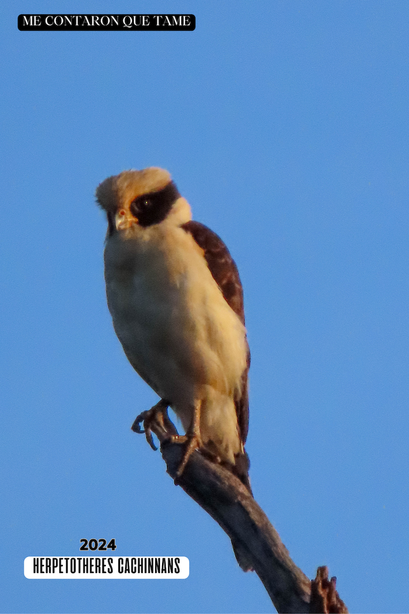 Laughing Falcon - ML625041796