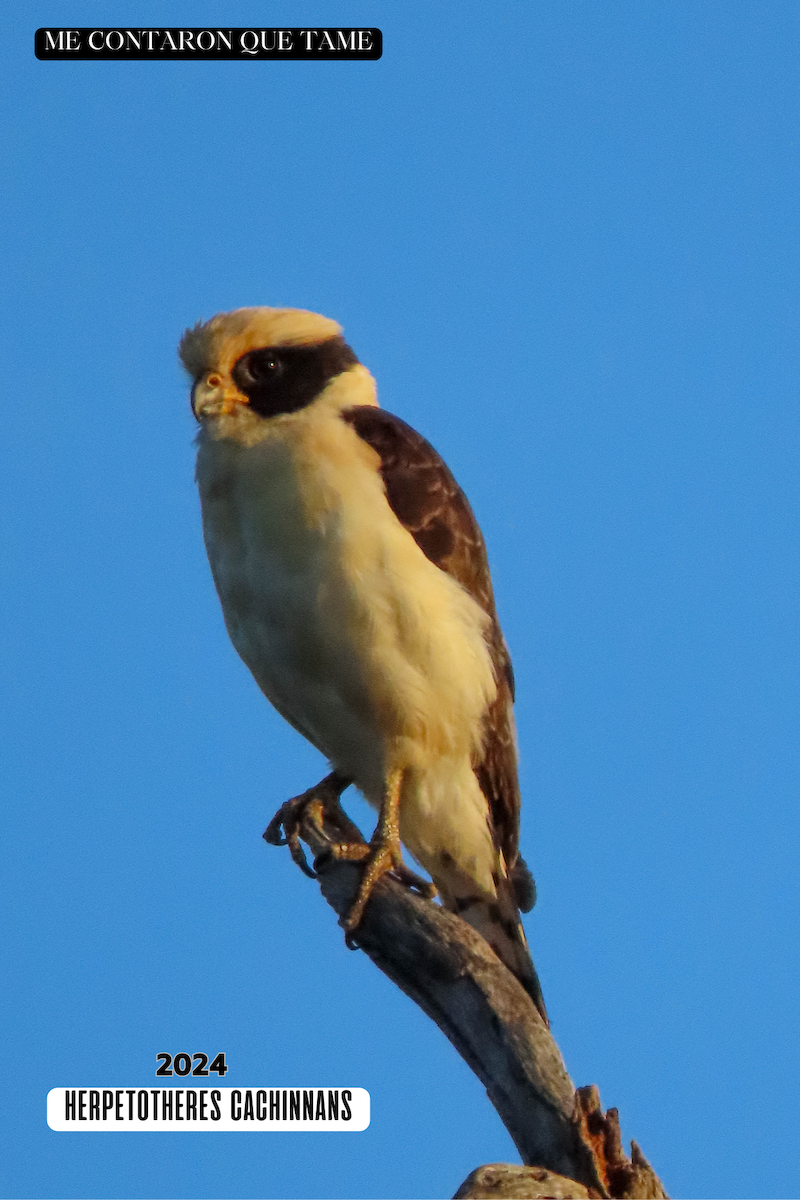 Laughing Falcon - ML625041797