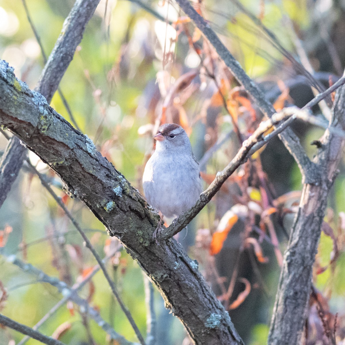 White-crowned Sparrow - ML625041838