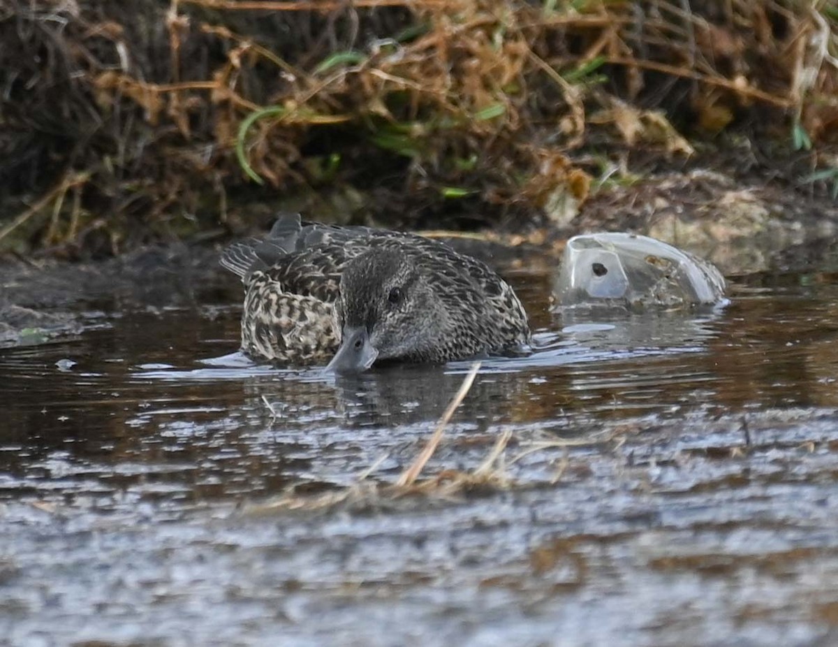 Green-winged Teal (American) - ML625041842