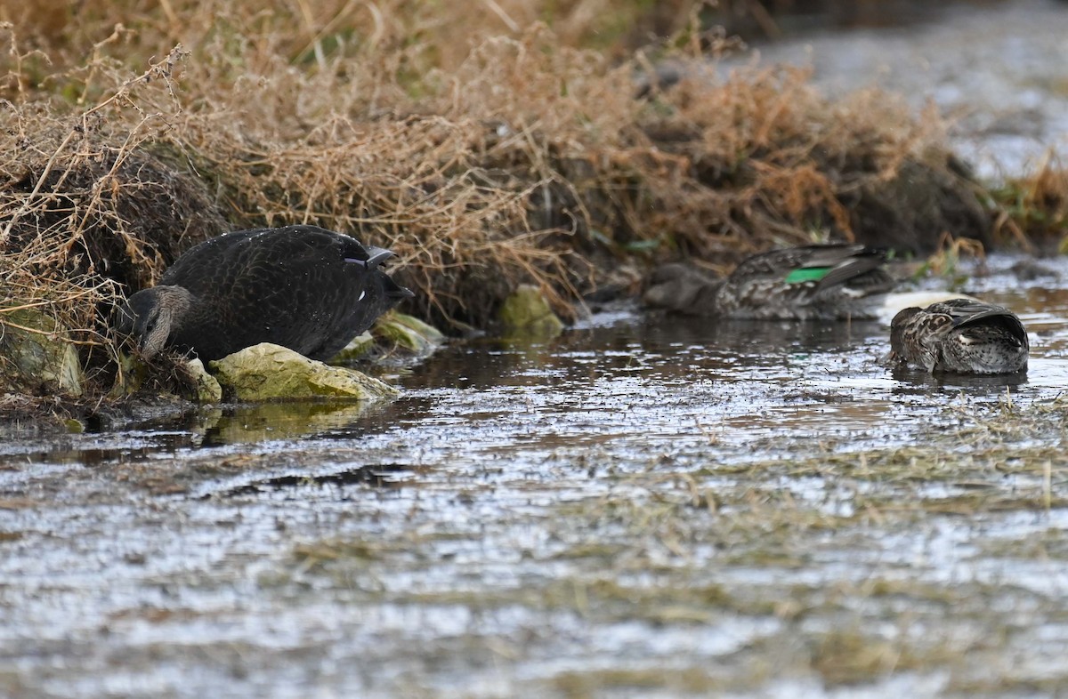 Green-winged Teal (American) - ML625041844