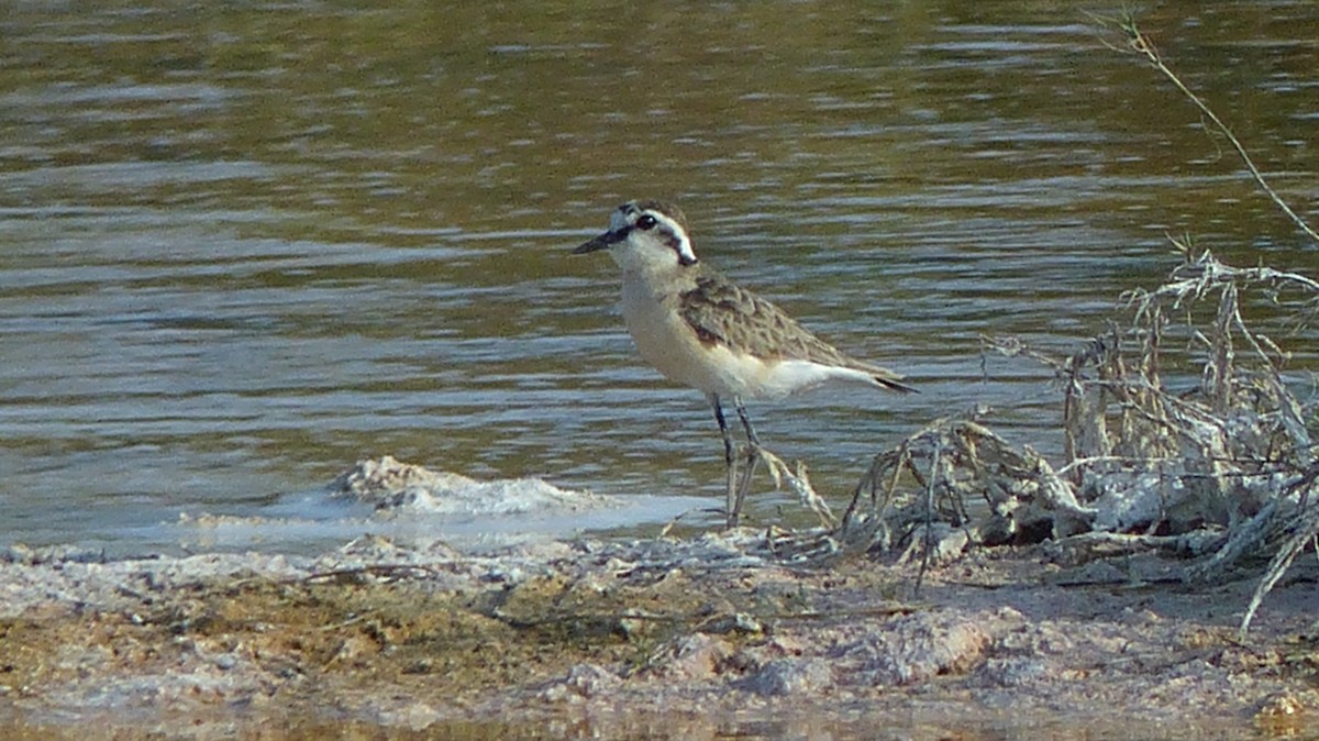 Kittlitz's Plover - Niall Dinwoodie