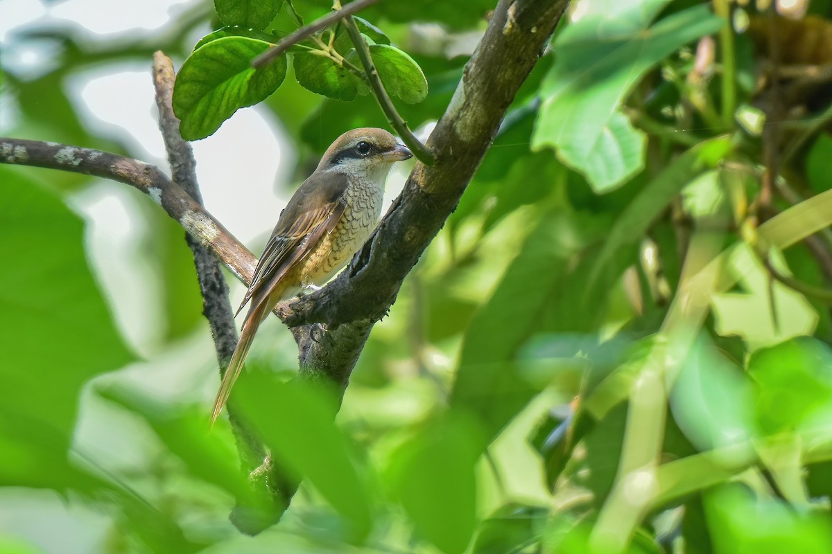 Brown Shrike - ML625042109