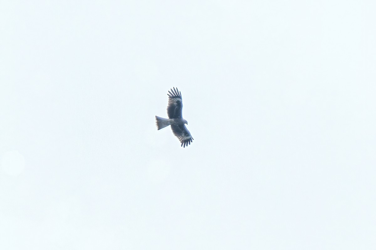 Black Kite - ML625042142