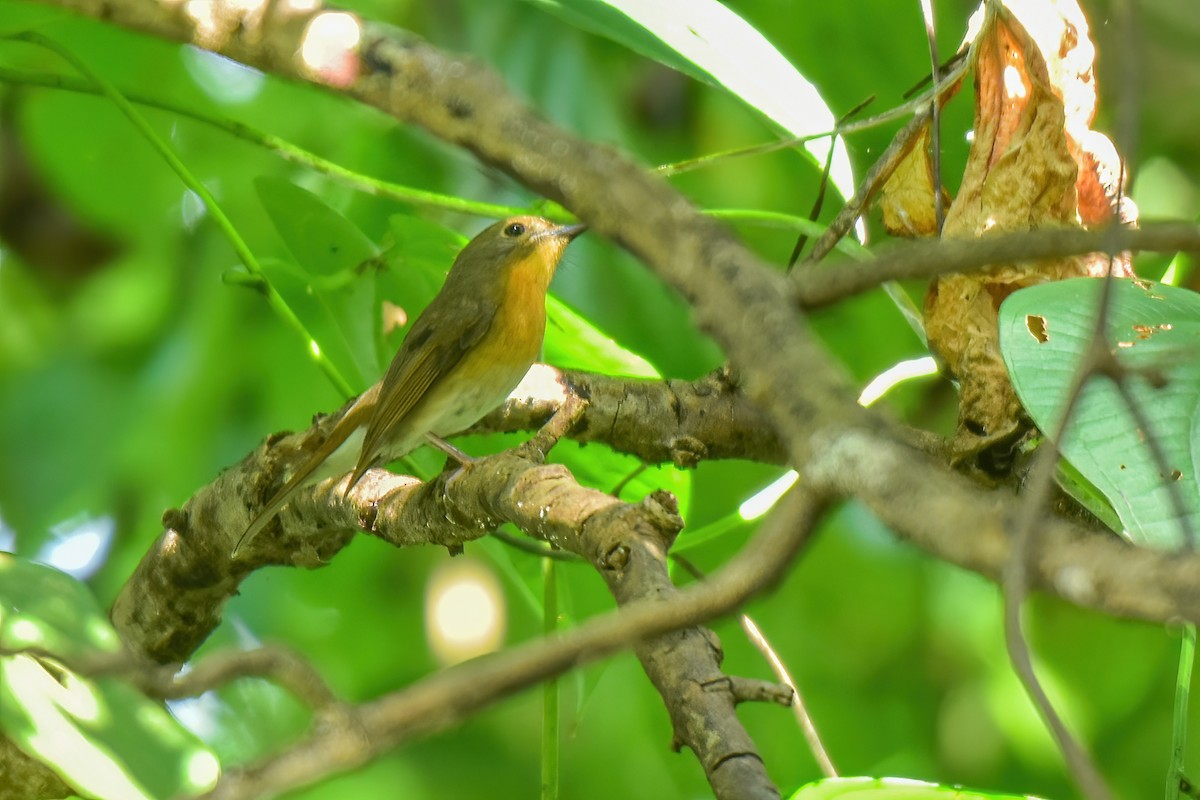 Hill Blue Flycatcher - ML625042173