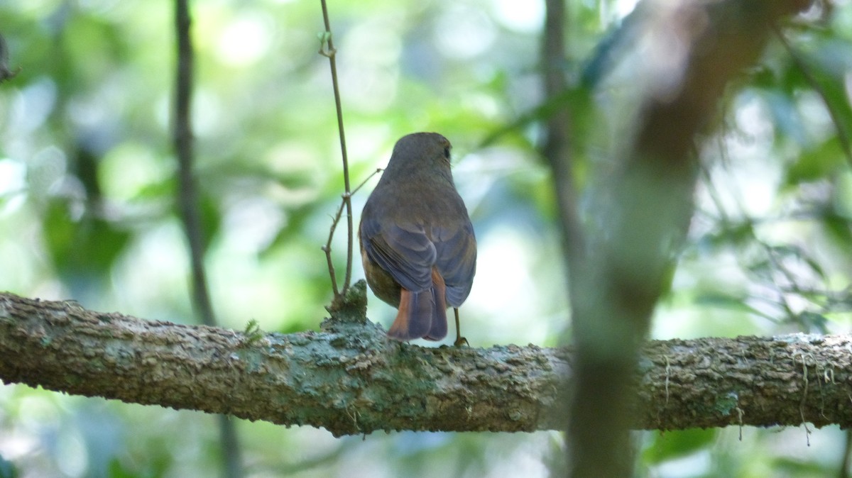 Amber Mountain Rock-Thrush - ML625042174