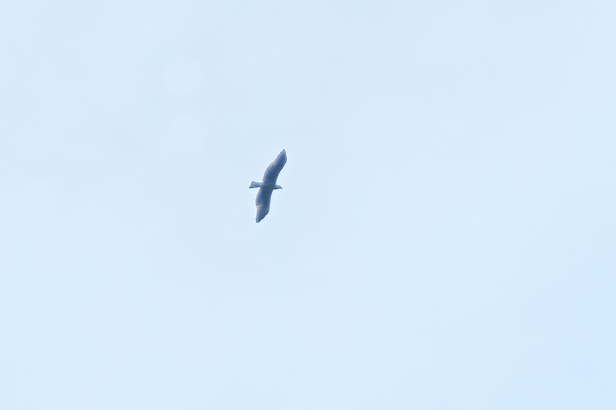 Booted Eagle - ML625042194