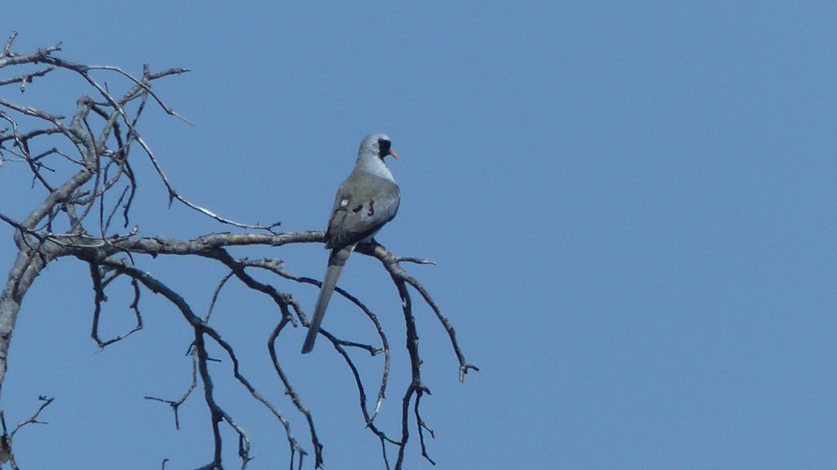 Namaqua Dove - ML625042203