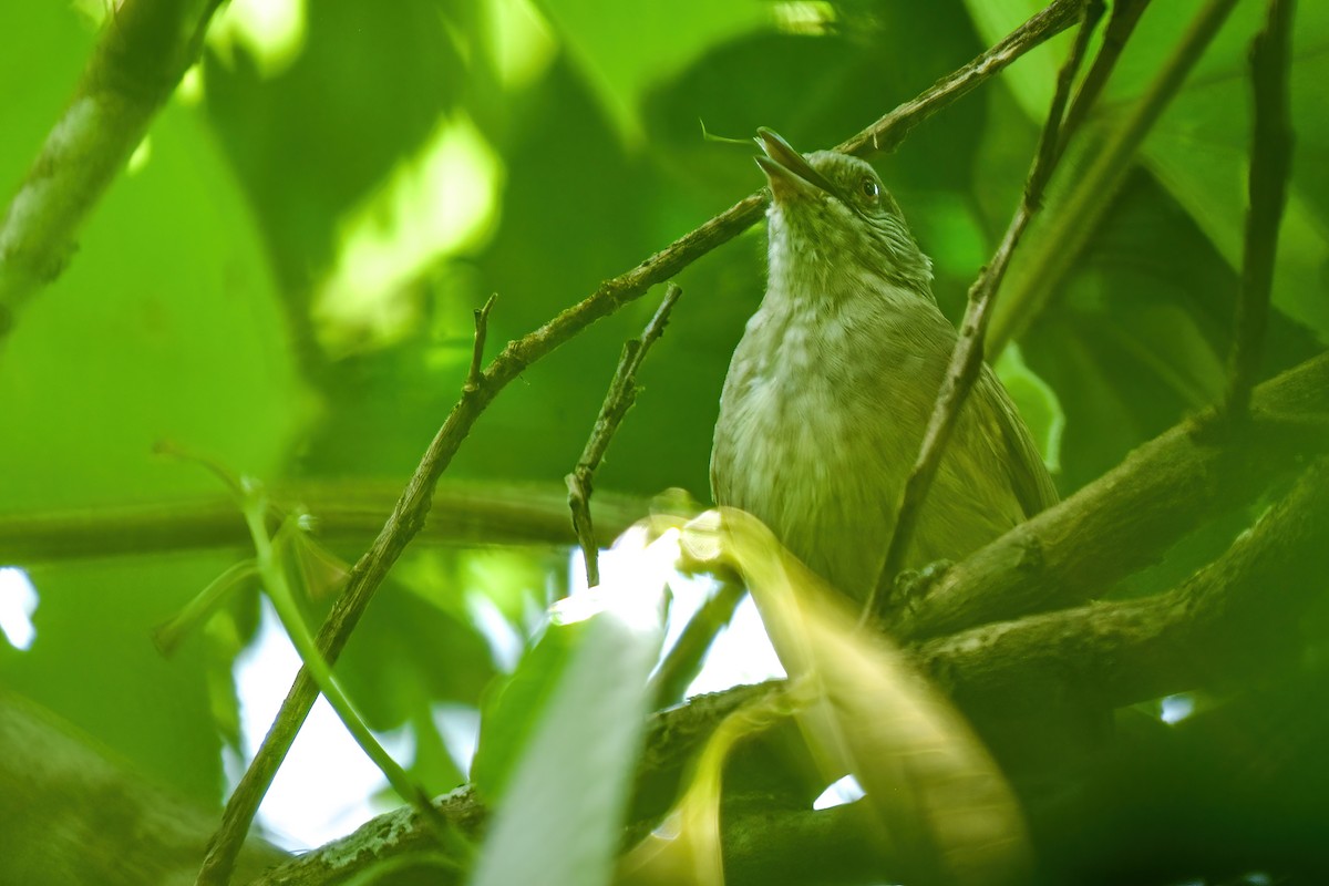 Ayeyarwady Bulbul - ML625042226