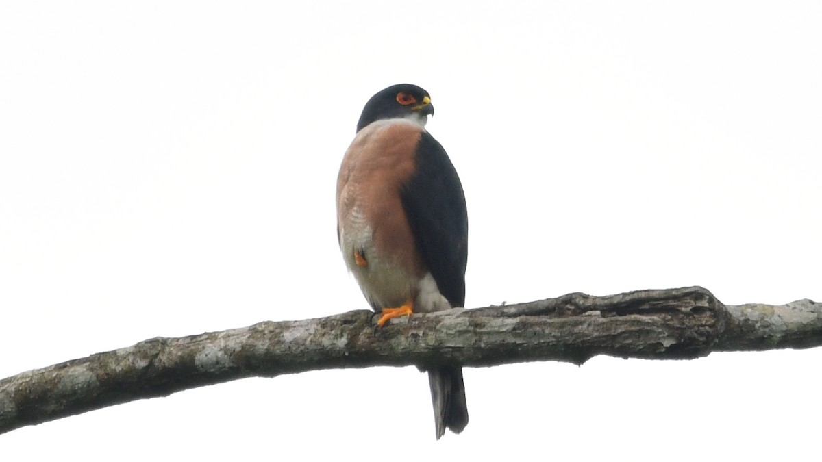 Red-thighed Sparrowhawk - ML625042278