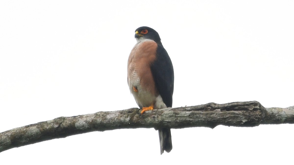 Red-thighed Sparrowhawk - ML625042279