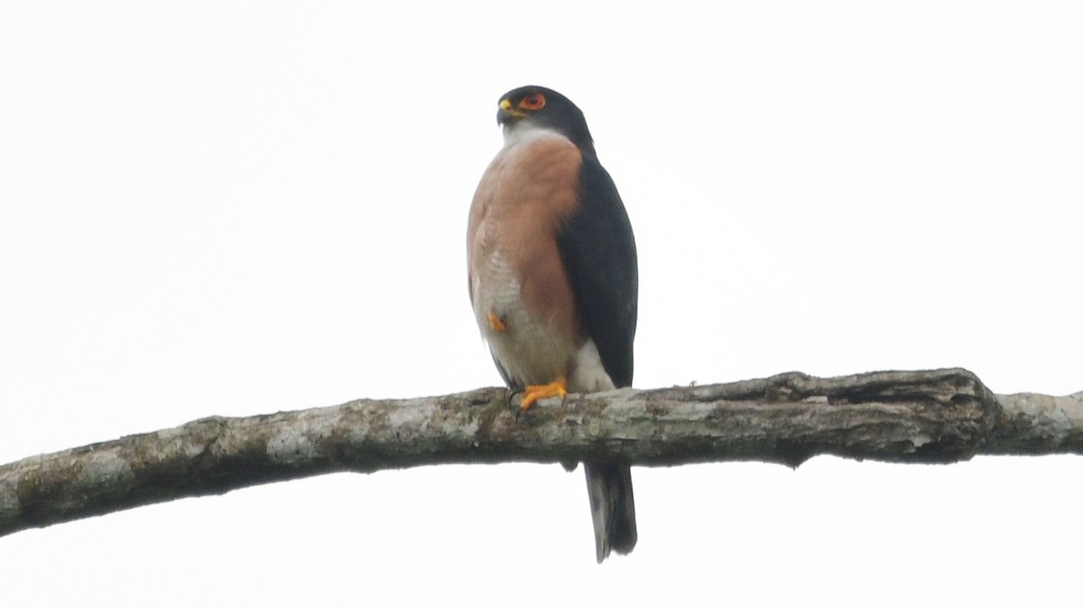 Red-thighed Sparrowhawk - ML625042280