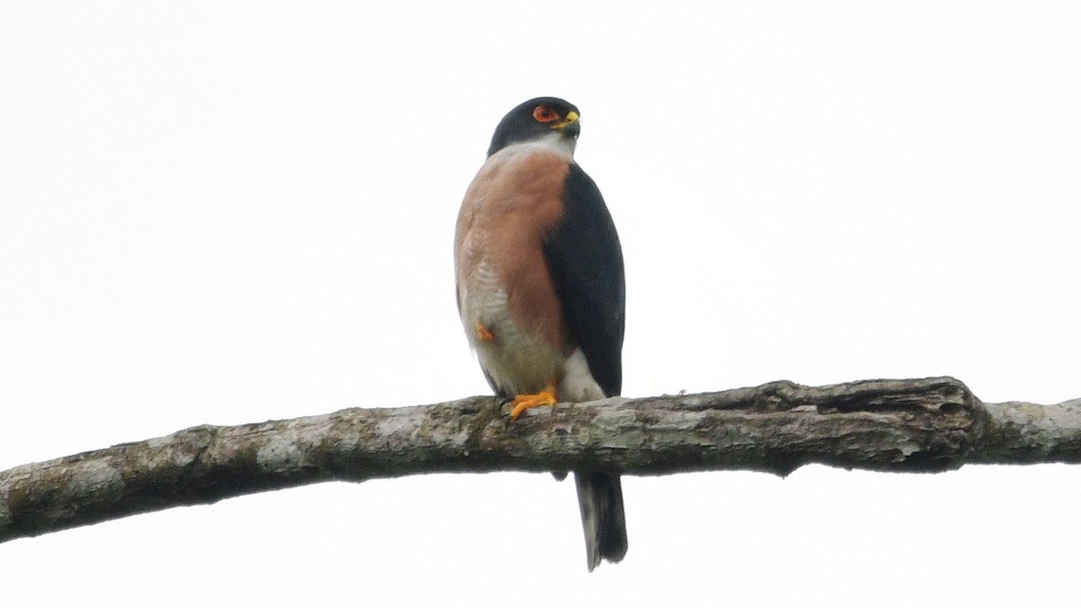 Red-thighed Sparrowhawk - ML625042281