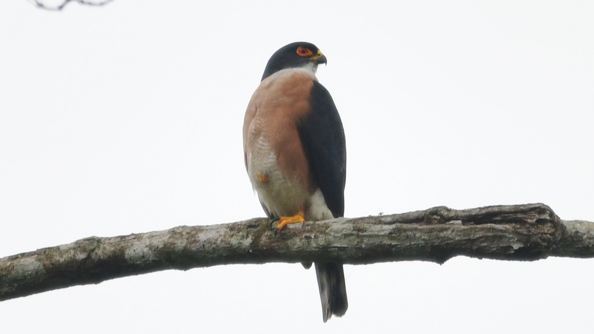 Red-thighed Sparrowhawk - ML625042282
