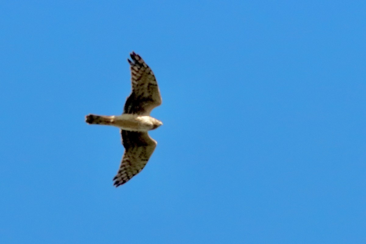 Northern Harrier - ML625042448