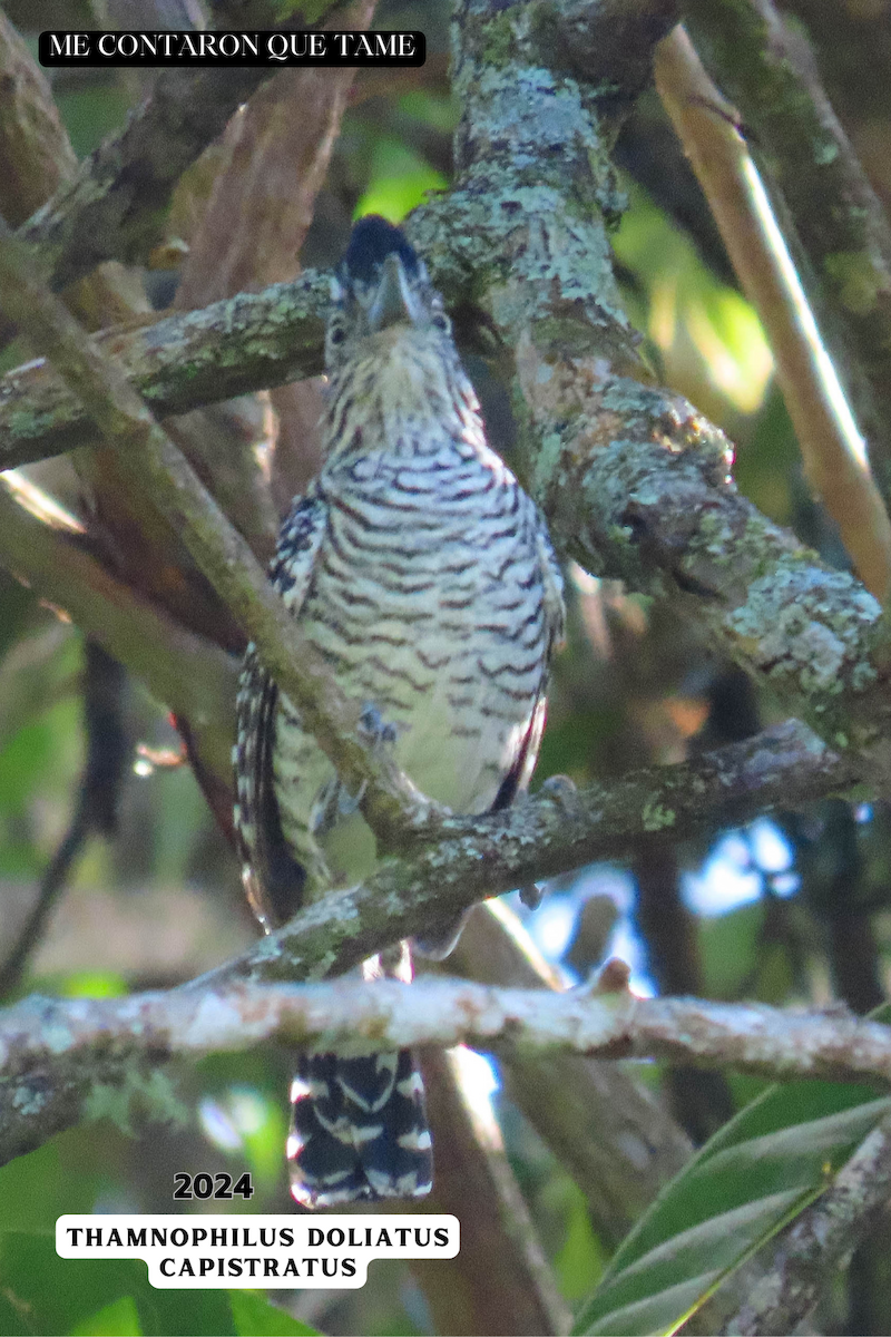 Barred Antshrike - ML625042456
