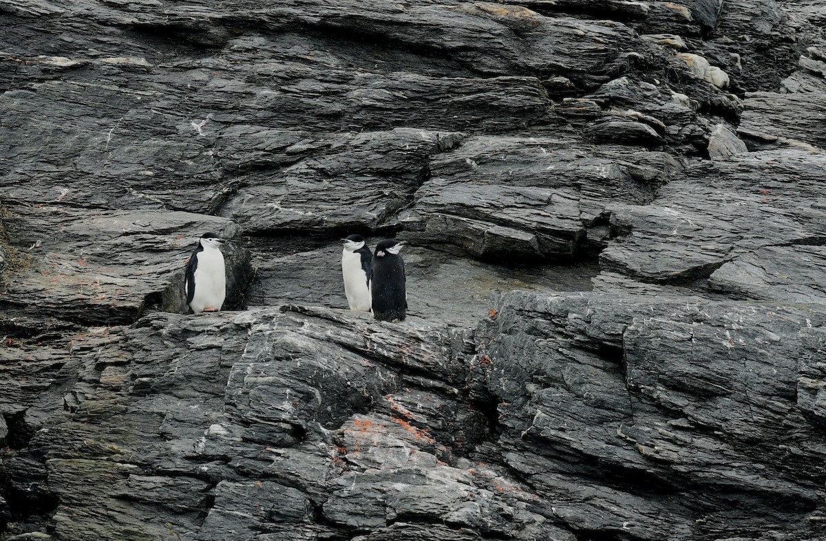 Chinstrap Penguin - Mark Whiffin