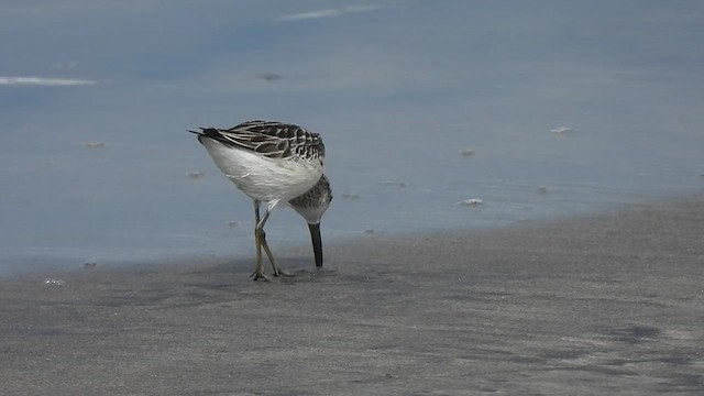 Broad-billed Sandpiper - ML625042466