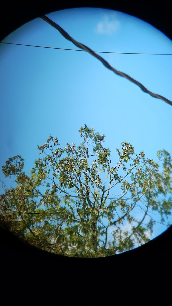 Indigo Bunting - ML625042498