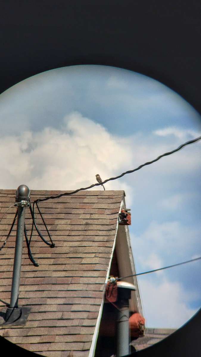 Least Flycatcher - ML625042502