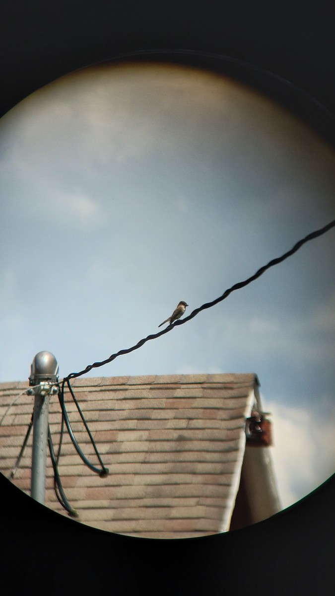 Least Flycatcher - ML625042504
