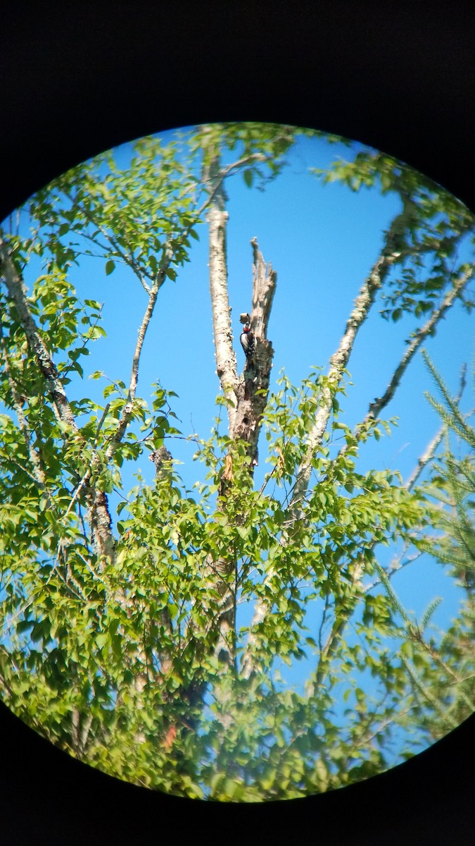 Downy Woodpecker - ML625042541