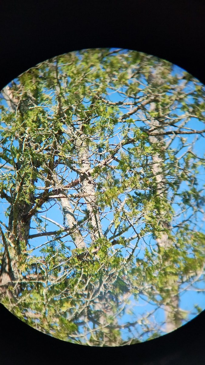 Indigo Bunting - ML625042544