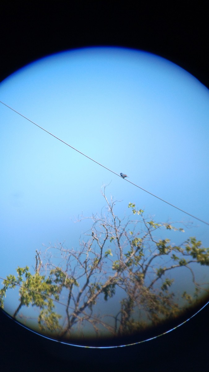Indigo Bunting - ML625042548