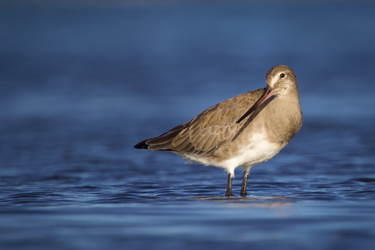 Hudsonian Godwit - ML625042613